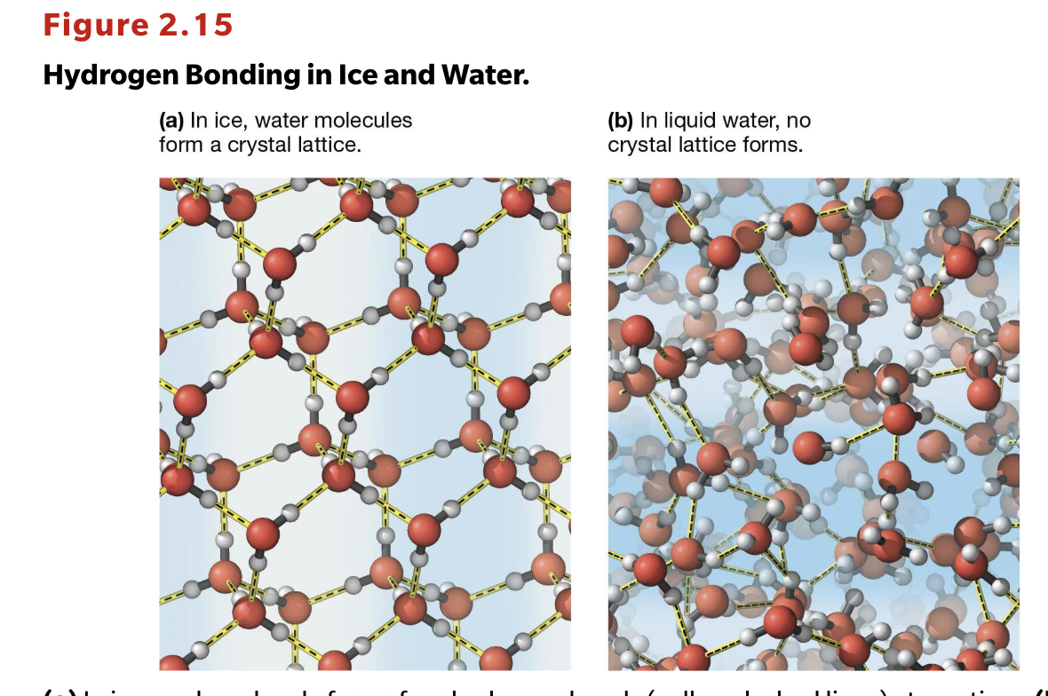 <p>When water is in a liquid state, there is no sort of crystal lattice that forms. In a solid, water molecules form a crystal lattice.<br><br>Look at the image </p>