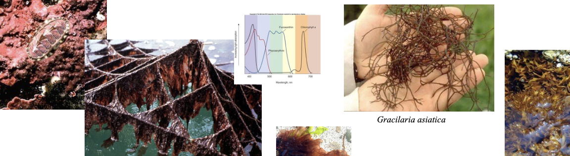<p>red algae (rhodophyta) characteristics (features, pigments, food reserves, cell wall components, ecology)</p>