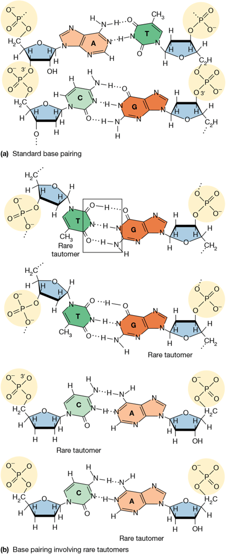 <p>spontaneous mispairing due to transient formation of tautomers (resonance structures of nitrogenous bases)</p><p>slippage (example is trinucleotide repeats)</p><p>spontaneous damage to individual bases (depurination and deamination)</p>
