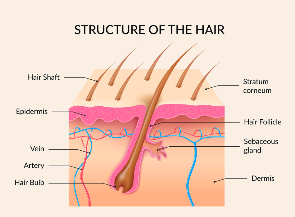 <p>Hair bulb</p>