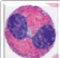 <p>eosinophil</p>