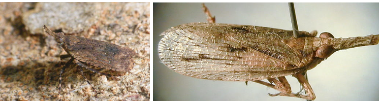 <p>What is the name of this bug?</p>