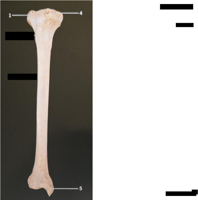 <p>structures of the tibia</p>