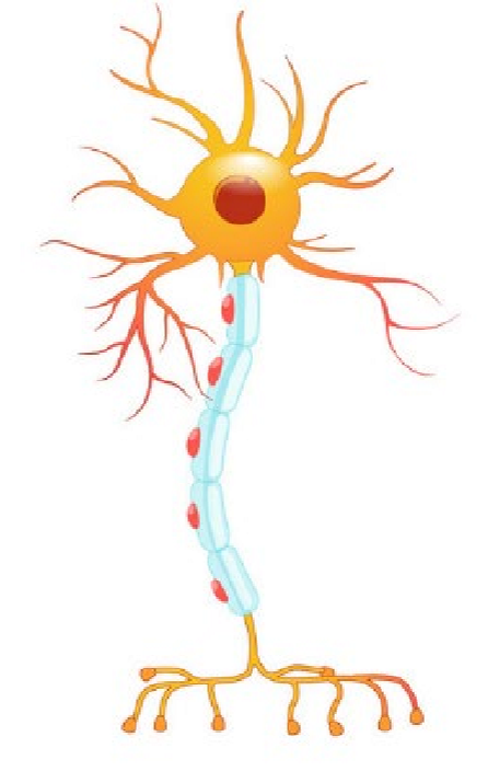 <p>Carries signals from the central nervous system to effectors</p>