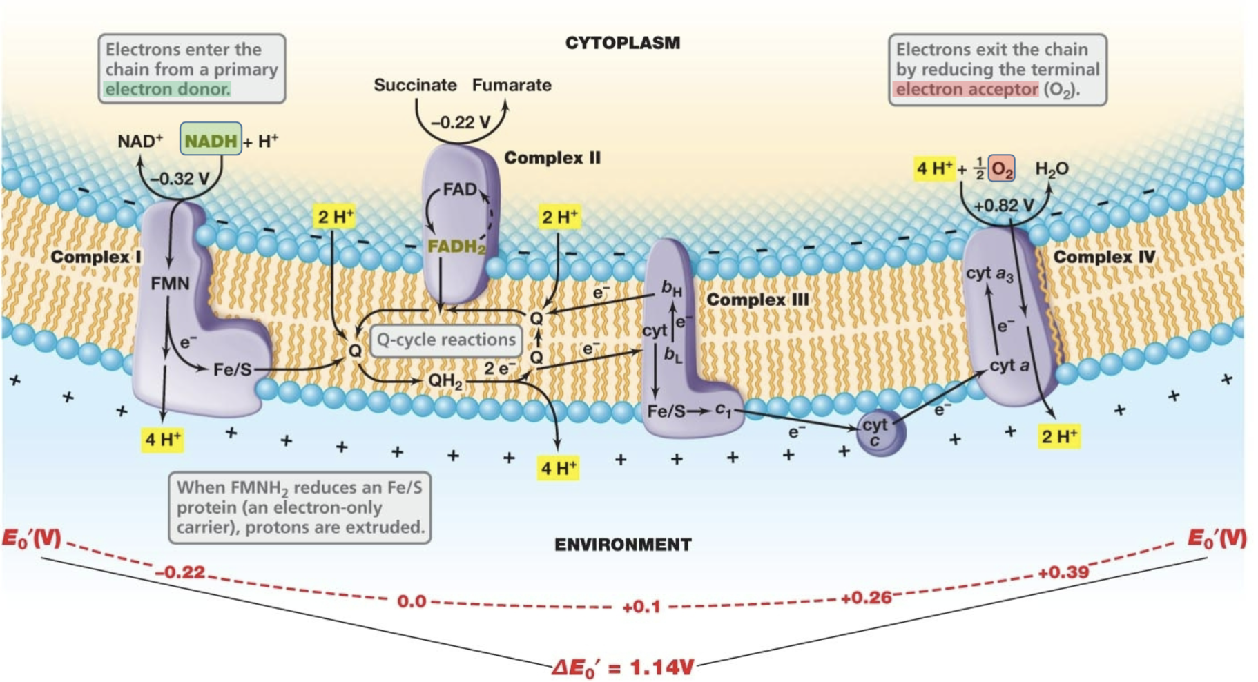 <p>1: electrons enter the chain from primary <strong>electron donor: NADH</strong> → NAD+</p><p>2: H+ pumped out (pmf) and 1e- flows through chain </p><ul><li><p>flavin takes e-, H+ out → quinone takes both H+ and e- → Iron picks up e-, H+ out</p></li></ul><p>3: electron exits by reducing terminal <strong>electron accepter: O2 </strong>→ H2O</p>