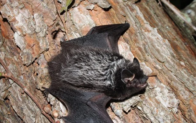 <p><span>Tragus present, black back with frosted tips, ½ of uropatagium naked</span></p>