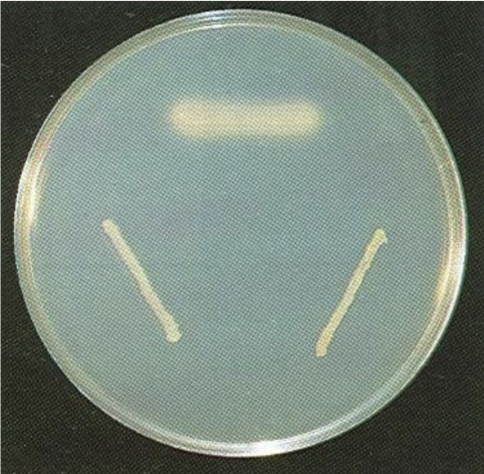 <p>Tween 80 Medium</p>