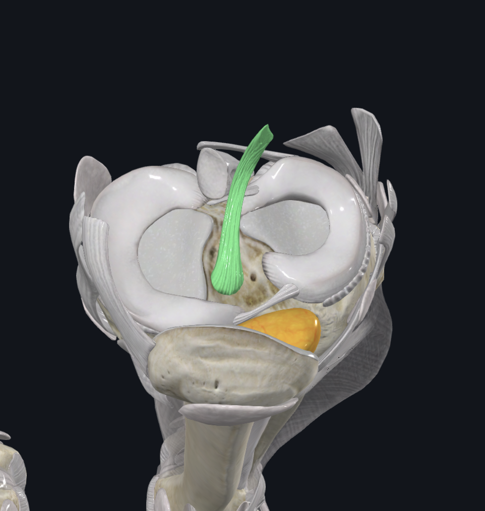 <p>Anterior Superior view </p><p>Connective tissue </p>