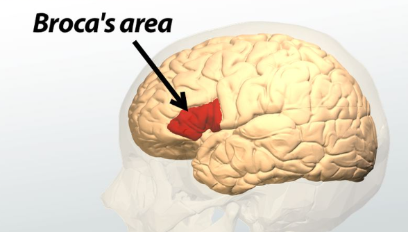 <p>Broca’s area</p>