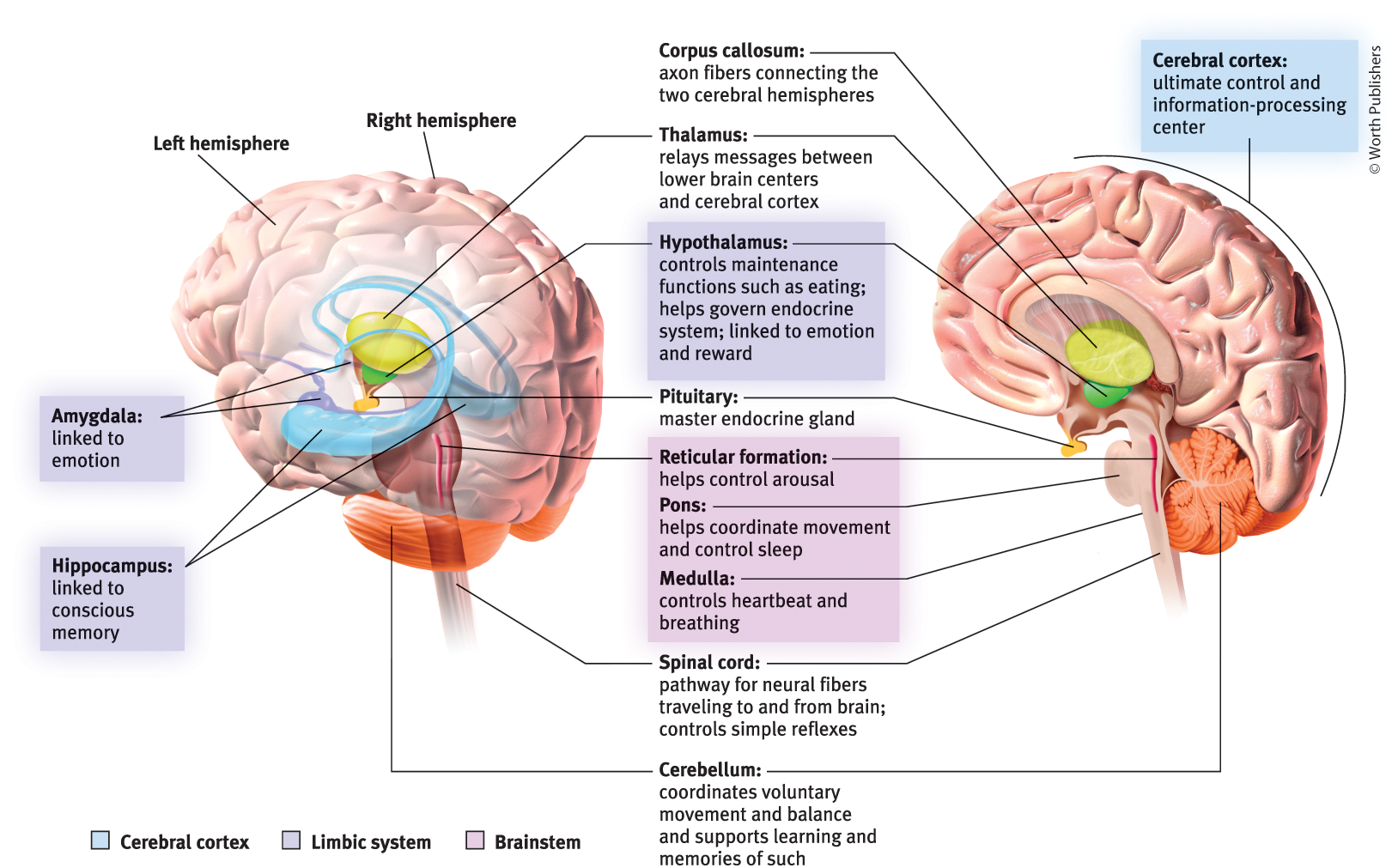<p>Hippocampus</p>