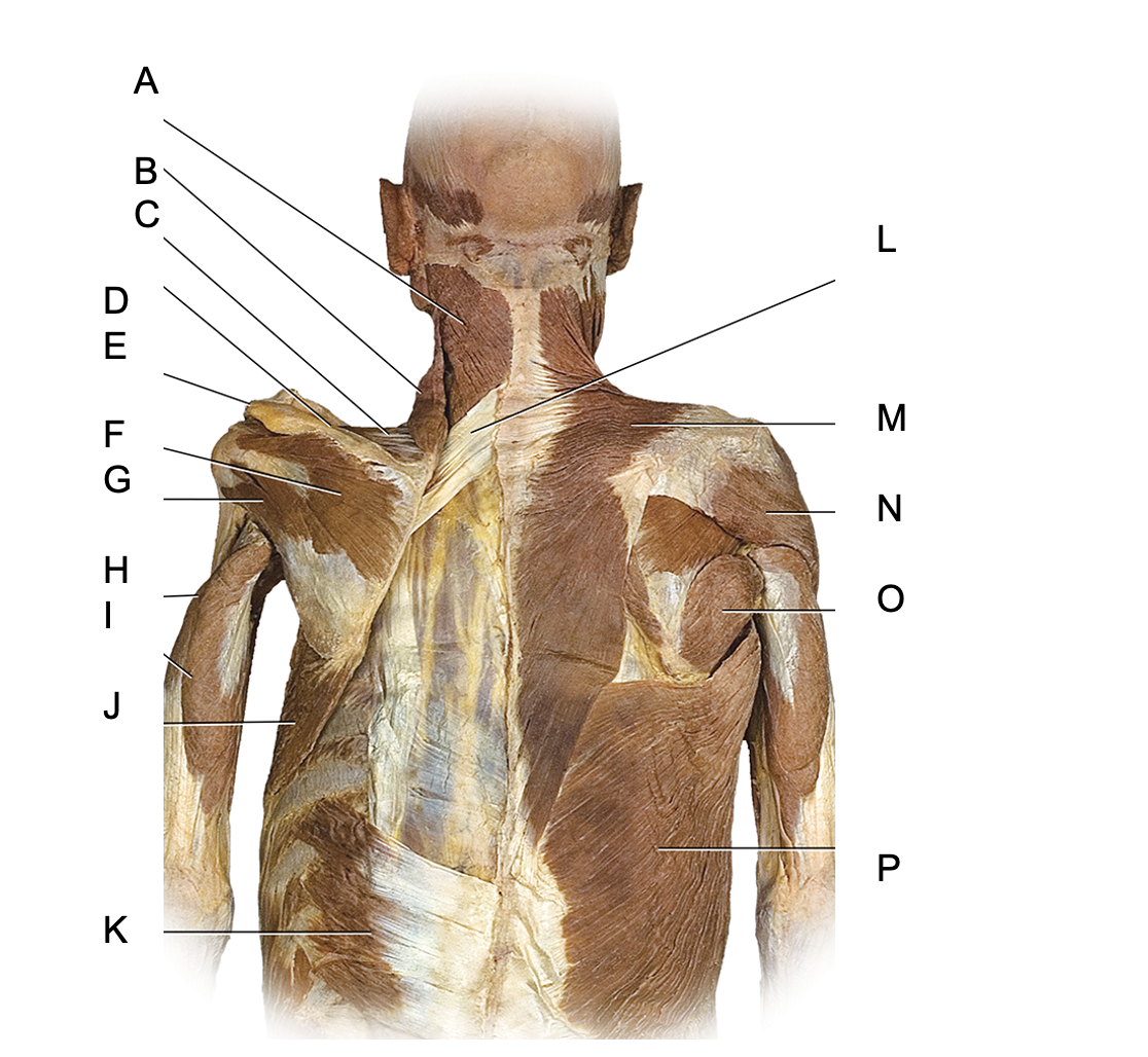<p>Identify D</p>