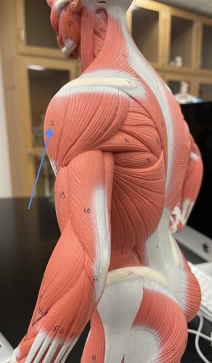 <p>deltoid </p><p>origin:</p><p>insertion:</p><p>action:</p>