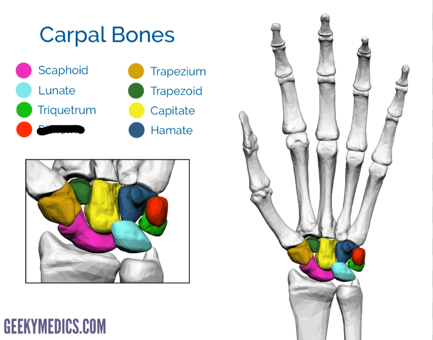 <p>What Carpal is this?</p>