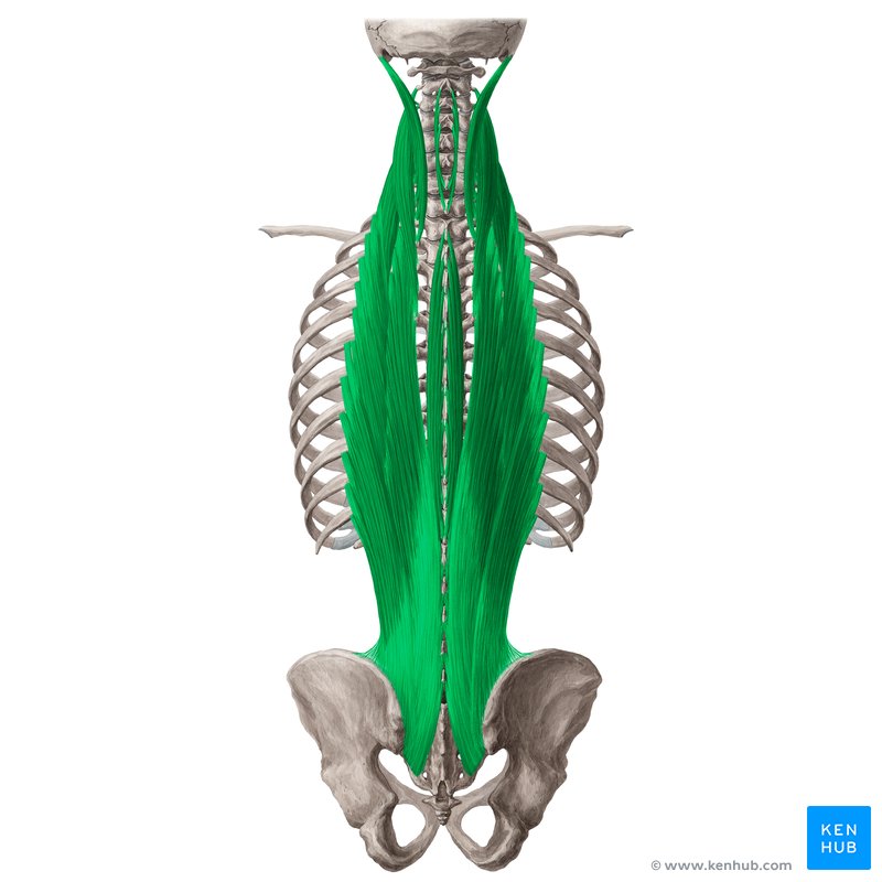 <p>M. erector spinae</p>
