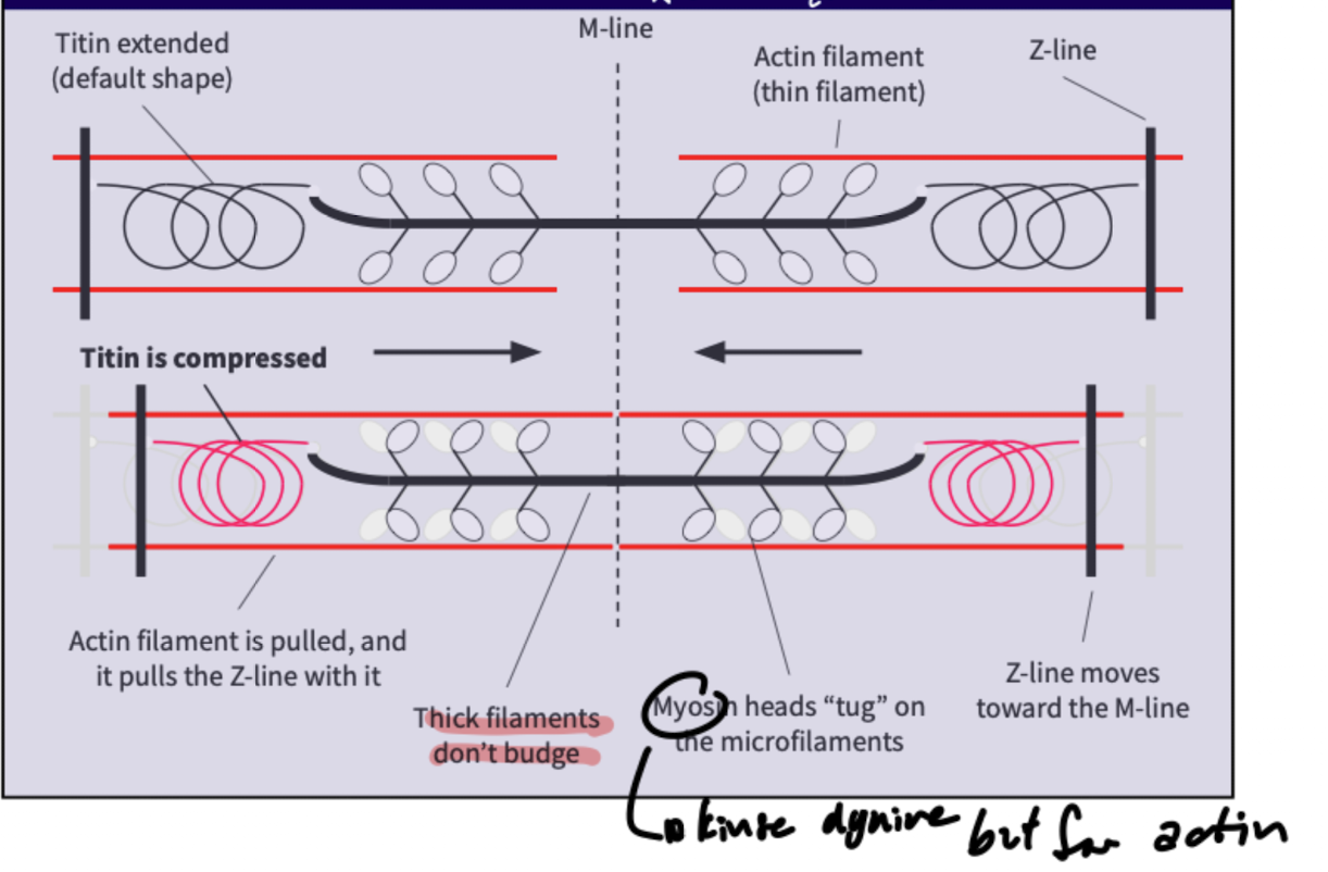 <ul><li><p>Thick filaments don't budge </p></li><li><p>Myosin heads tug on thin microfilaments; the actin filament is pulled which pulls the Z-line toward the M-line</p></li><li><p>Compresses titin from its default extended shape.</p></li></ul><p></p>