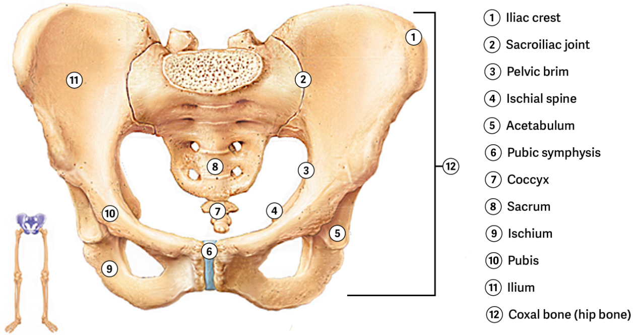 <p>A cartilaginous joint between pubic regions of the right and left hip bones.</p><ul><li><p><span style="color: yellow;"><strong>Strongly anchored to each other by fibrocartilage</strong></span>.</p></li><li><p>Little mobility (usually), but great strength.</p></li><li><p>Maintains stability of the body through the pelvis.</p></li></ul><p></p>