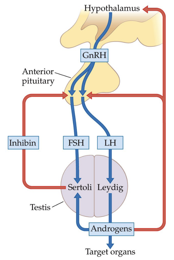 <p><strong><u>Source of Testosterone</u></strong></p><ul><li><p>Produced by Leydig (Lydig) cells in testes</p></li><li><p>Main androgen hormone</p></li></ul><p></p><p><strong><u>Local Effects (within testes)</u></strong></p><ul><li><p>Testosterone acts on Sertoli cells</p></li><li><p>Stimulates spermatogenesis (sperm production)</p></li><li><p>If sperm production becomes excessive:</p><ul><li><p>Inhibin released from Sertoli cells</p></li><li><p>Inhibin inhibits anterior pituitary</p></li><li><p>↓ FSH and LH (gonadotropins)</p></li></ul></li></ul><p></p><p><strong><u>Systemic Effects</u></strong></p><ul><li><p>Maintains health of male reproductive organs</p></li><li><p>Supports blood flow to reproductive tissues</p><ul><li><p>Increased circulating RBCs</p></li><li><p>Delivery of oxygen and nutrients via plasma</p></li></ul></li><li><p>Promotes cell growth and tissue maintenance</p></li><li><p>Stimulates muscle growth and development</p></li></ul><p></p><p><strong><u>Negative Feedback Regulation</u></strong></p><ul><li><p>Testosterone levels monitored by:</p><ul><li><p>Hypothalamus</p></li><li><p>Anterior pituitary</p></li></ul></li><li><p>High testosterone → negative feedback</p><ul><li><p>↓ GnRH from hypothalamus</p></li><li><p>↓ FSH and LH from anterior pituitary</p></li></ul></li><li><p>Maintains optimal androgen levels</p></li></ul><p></p><p><strong><u>Exogenous Testosterone (e.g., anabolic steroids)</u></strong></p><ul><li><p>Artificial testosterone ↑ circulating androgens</p></li><li><p>Body interprets this as excess hormone</p></li><li><p>Feedback loop suppresses natural hormone production</p></li><li><p>Can shut down reproductive function</p></li><li><p>Athletes may cycle steroid use to limit suppression</p></li></ul><p></p>