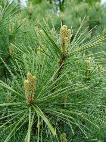 <p>Eastern White Pine</p>