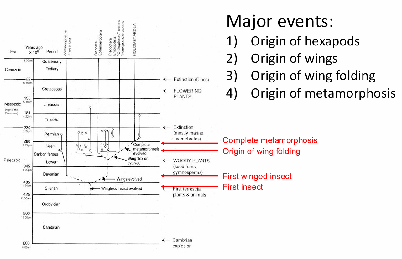 <p>insect evolution timeline</p>