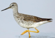 <p>Species, family, order?</p>