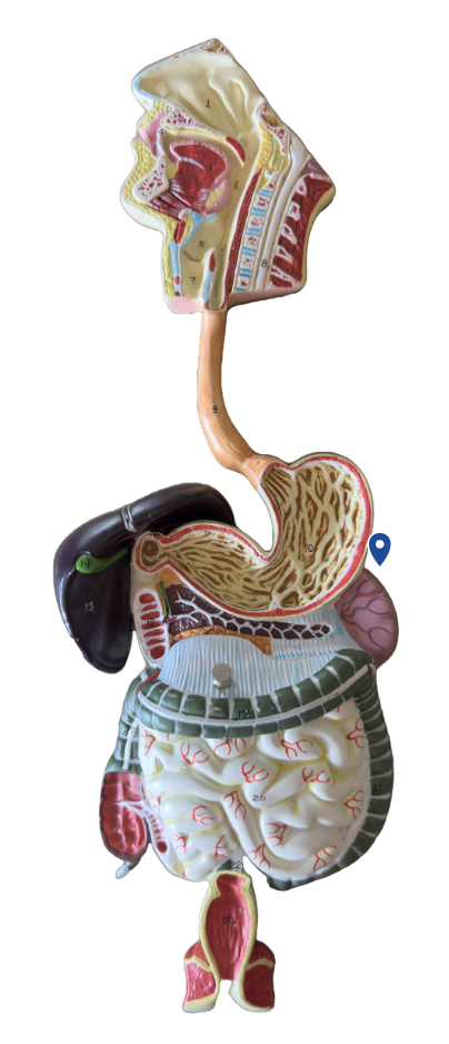 <p>Name this surface of the stomach</p>