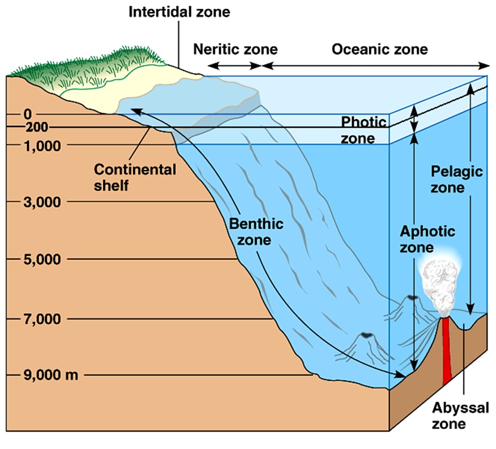 <p>one of the most common zones in the ocean</p><p>extends from the intertidal zone to depths of abt 200 m</p><p>its outermost edge is defined by the end of the continental shelf—the gently sloping, submerged portion of a continental plate</p>