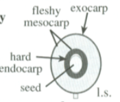 <p>stony, hardened endocarp (“pit”) that surrounds/protects seed, surrounded by a fleshy mesocarp</p>