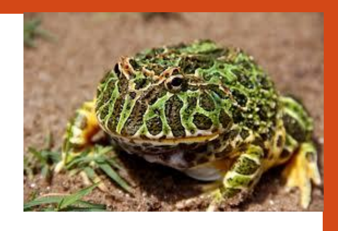 <p>name this animal</p>