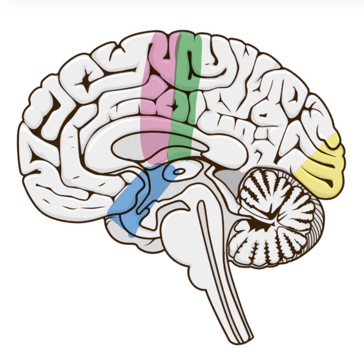 <p>Name the labelled parts of the brain </p>