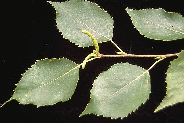 <p>Distinct calk white to cream colored bark. Horizontal lenticle markings. Simple, alternate, double toothed leaves. </p>