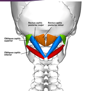 <ul><li><p>Located inferior to the occipital bone and deep to the semispinalis capitis muscle</p></li></ul><p>Action:</p><ul><li><p>Mainly postural muscles</p></li><li><p>May contribute to extension and rotation of the head</p></li></ul><p>Innervation:</p><ul><li><p><span style="color: red;">Dorsal ramus </span>of C1 spinal nerve (suboccipital nerve)</p></li></ul><p></p>