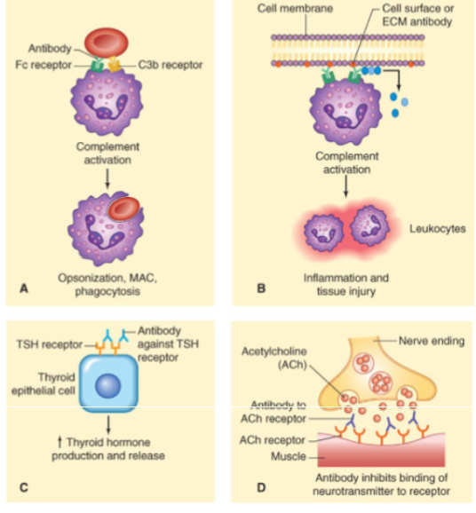 <ul><li><p>antibody mediated</p><ul><li><p>mediated by IgG or IgM (no IgE) directed against target antigens on cells</p></li><li><p>location of the target defines the response</p></li></ul></li><li><p>examples</p><ul><li><p>ABO/Rh incompatibility: antibody binds to cell-surface antigen and causes cell destruction</p><ul><li><p>IgM/IgG binding activates complement cascade → lysis of RBC </p></li></ul></li><li><p>graves disease: antibody binds to TSH receptor on thyroid follicle cells and activates it</p></li><li><p>myasthenia gravis: antibody binds to acetylcholine receptor on skeletal muscle cell and prevents activation </p></li></ul></li></ul><p></p>