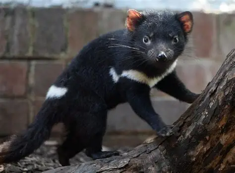 <p>Common Name: Tasmanian Devil</p><p>Order: Dasyuromorphia</p><p>Family: Dasyuridae</p>