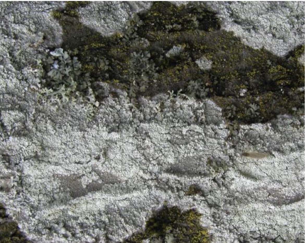 <p>Skupina vrsta</p>