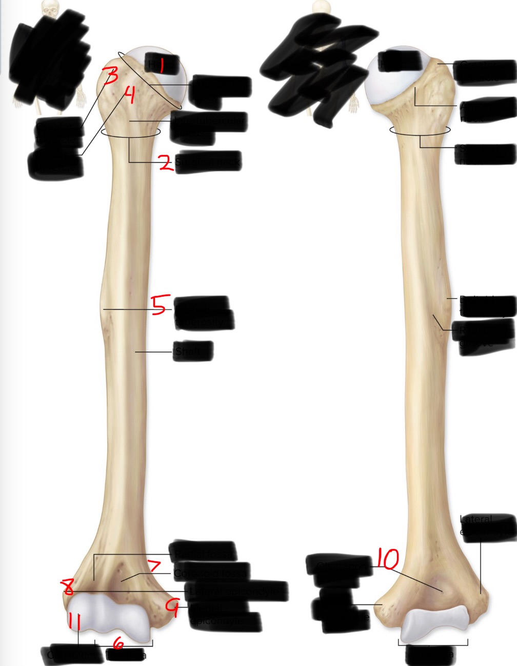 <p>11</p>