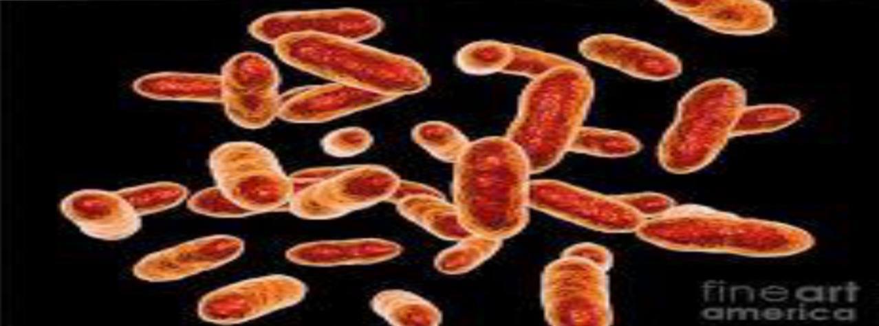 <p>Specimen (microscopically slide):</p><p>• Name of organism:</p><p>• Stain:</p><p>• Sample from: culture or pus or in tissue</p><p>• Morphology</p>