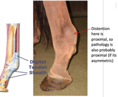 <p>What should you consider when dealing with digital flexor tendon sheath tenosynovitis?</p>