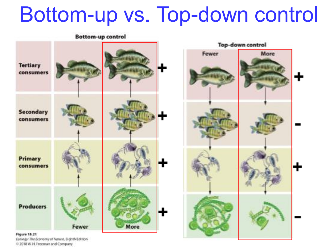 <ul><li><p>In bottom-up control, the ecosystem is regulated by the availability of resources at the <strong>base of the food chain</strong> (Producers/Nutrients)</p></li></ul><p><span>If you add <strong>"More" producers (+)</strong>, it creates a positive ripple effect:</span></p><ul><li><p><span>More primary consumers can feed </span></p></li><li><p><span>More secondary consumers can feed </span></p></li></ul><ul><li><p><span>More tertiary consumers can feed</span></p></li></ul><p>In top-down control, the ecosystem is regulated by predation from the <strong>top predators</strong> (Tertiary consumers).</p><p></p>