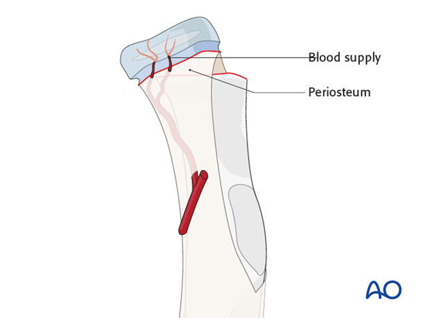 <p>Round end, proximal</p>