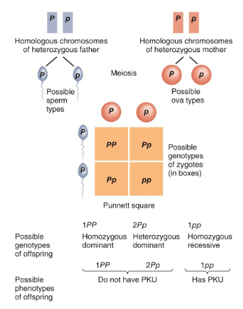 <ul><li><p>homozygous → 2 identical alleles for a gene (e.g. AA)</p></li><li><p>heterozygous → 2 diff. alleles for a gene (e.g. Aa)</p></li></ul><p></p>