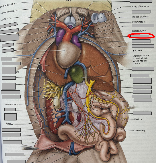 <p>What part of the organism is this?</p>