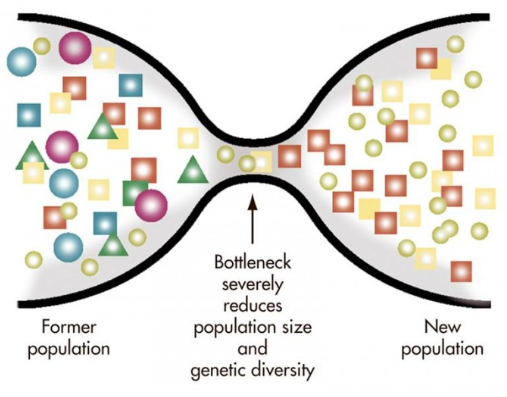 <p>occur when a population’s size is reduced for at least one generation, always leads to loss of genetic diversity</p><ul><li><p>rare alleles most likely to be lost in population bottlenecks, sometimes losing them means loss of resistance to rare disease/environment</p></li></ul><p></p>