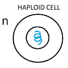 <p>Produces haploid cells</p>