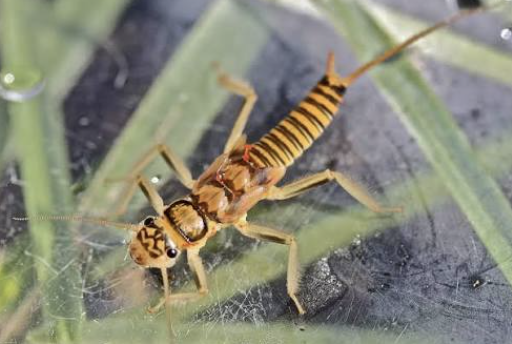 <p>Stoneflies</p>