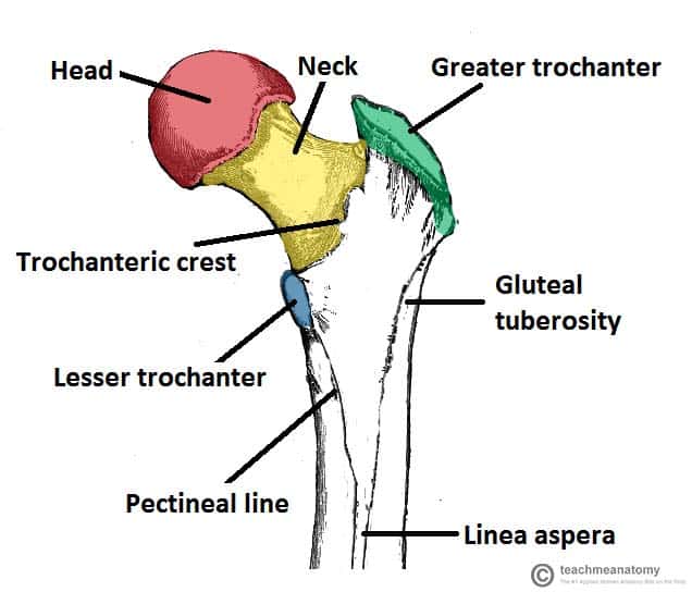 <p>Massive process found only on the femur</p>