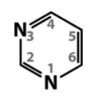 <p>Nitrogenous bases- Pyrimidines</p>