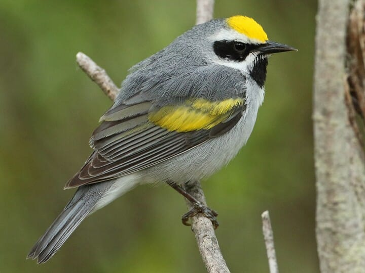 <p>golden-winged warbler </p><p>gold wing + crown <br>black mask + throat <br>gray body</p>
