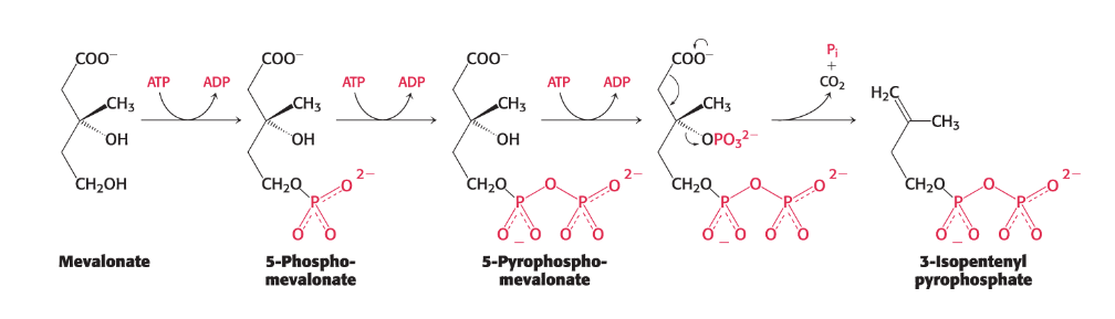 <p><span><span>Mevalonate is then converted into </span></span><strong><em>3-isopentenyl pyrophosphate</em></strong><span><span> in three consecutive reactions, each requiring </span><strong><span>ATP</span></strong><span>.</span></span></p><ul><li><p><strong>Stage 1 ends with the production of isopentenyl pyrophosphate</strong>, an activated five-carbon <strong><em>isoprene unit</em></strong>.</p></li></ul><p></p>