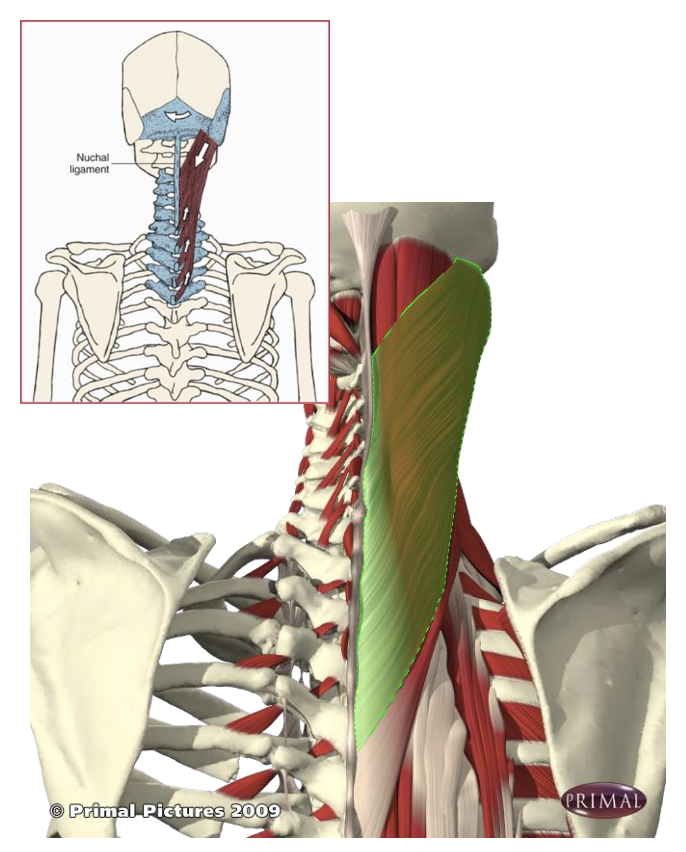 <p>What muscle is this?</p>