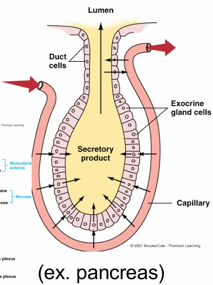 <p>Digestive juices are secreted into the digestive tract lumen by exocrine glands</p>